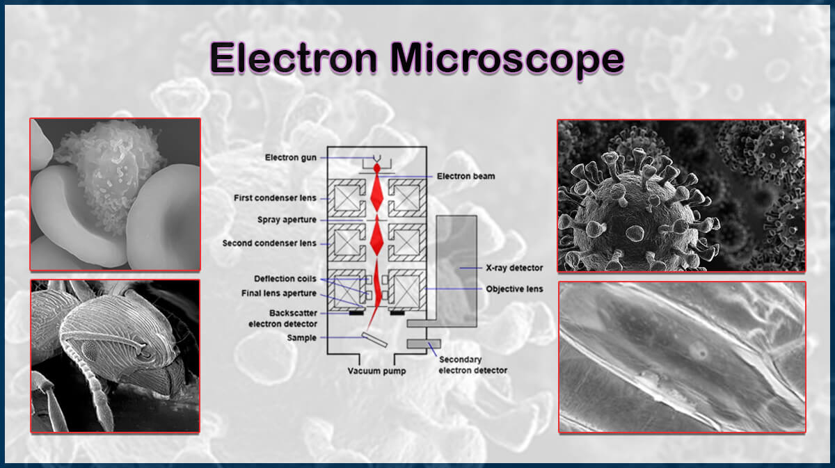 What Is An Electron Microscope? 4 Types Of EM