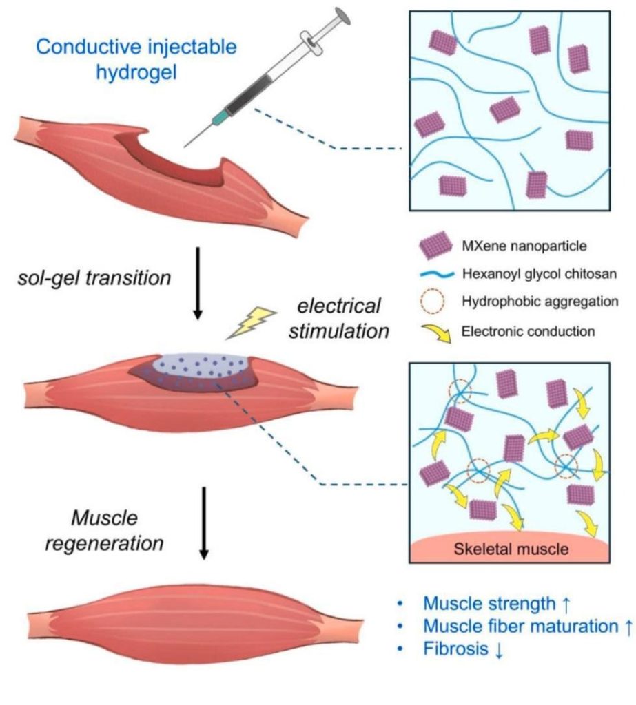 A schematic illustration of an injectable conductive hydrogel composed of MXene nanoparticles and hexanoyl chitosan glycol (HGC-MX).
