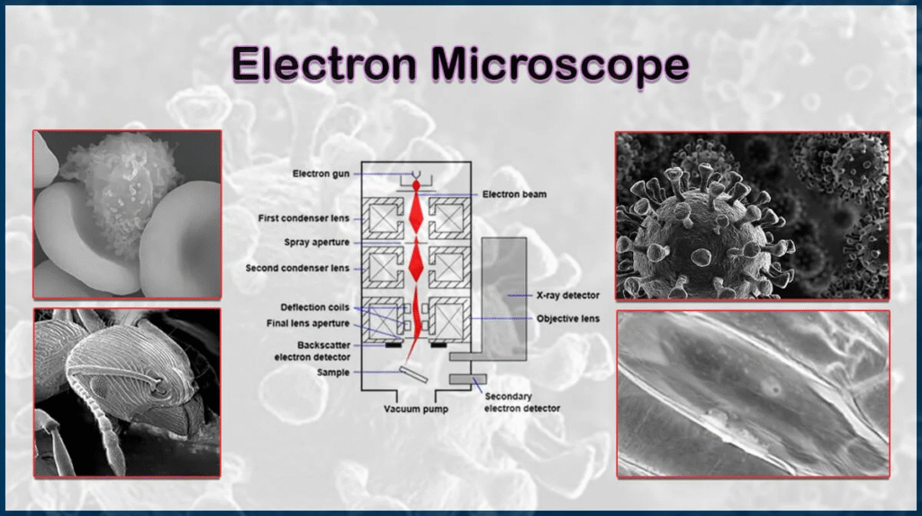 Electron Microscope: Principles, Types & Real-World Applications