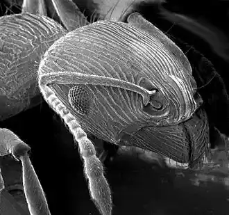 Figure 7. Images obtained by electron microscopy from different samples: up/left: an ant, up/right: red blood cells and a lymphocyte, down: the inner surface of an onion flake.