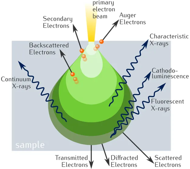 Different interactions of the incident electron beam with the specimen.