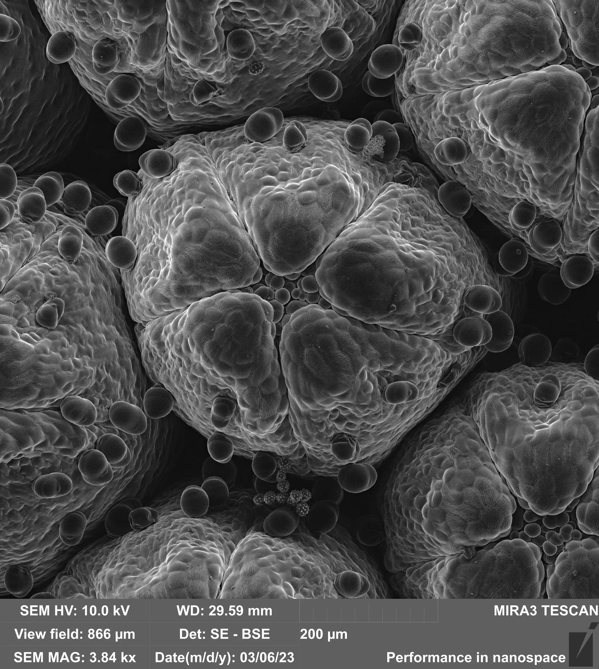 SEM Images Flower and Pollen with Vac Coat SEM Coater