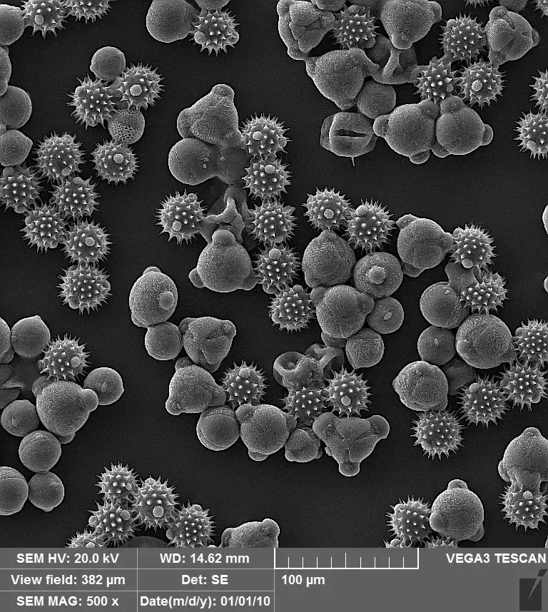 SEM Images a-3 with Vac Coat SEM Coater