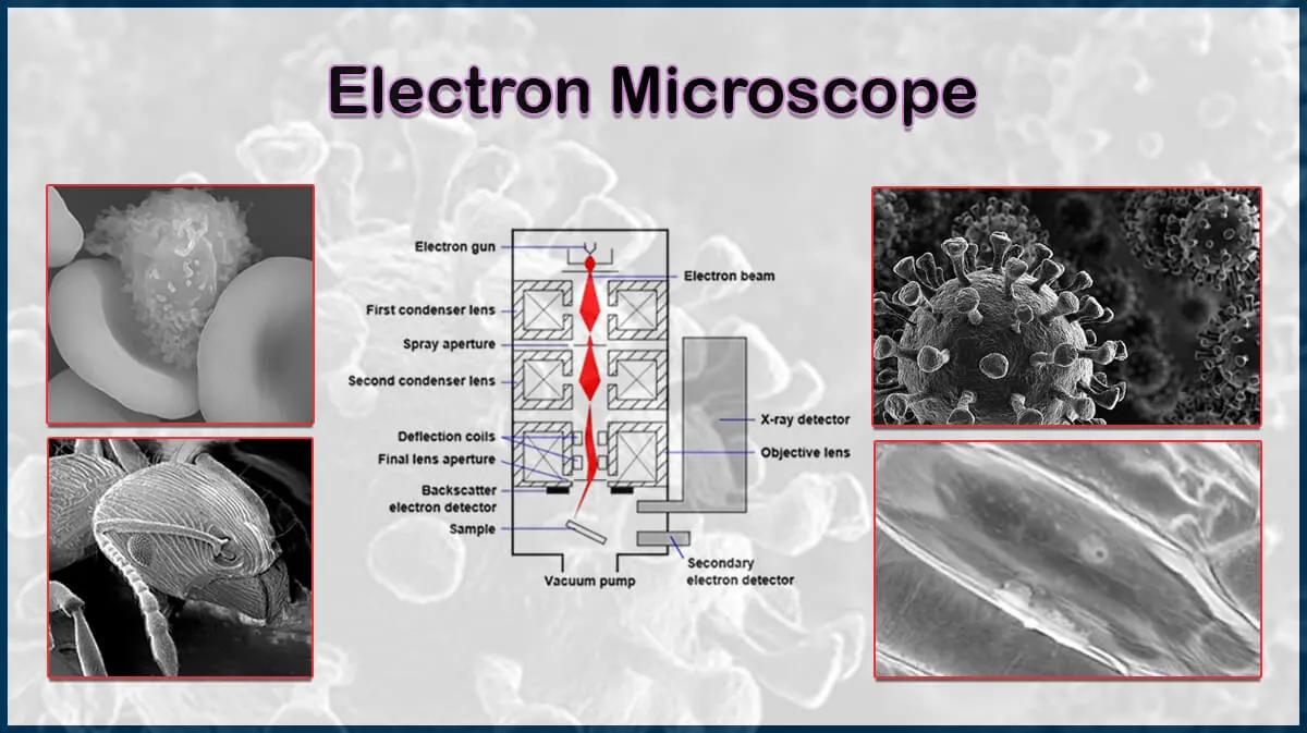 Electron Microscope