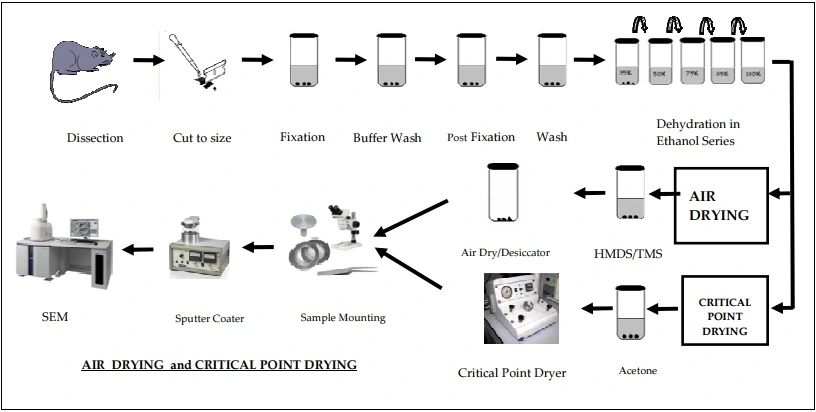 SEM sample preparation process schematic