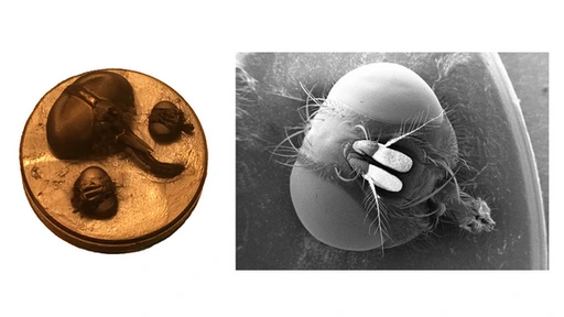 Three insect heads coated with gold on a SEM stub (Left) and SEM image of one of the heads (Right)