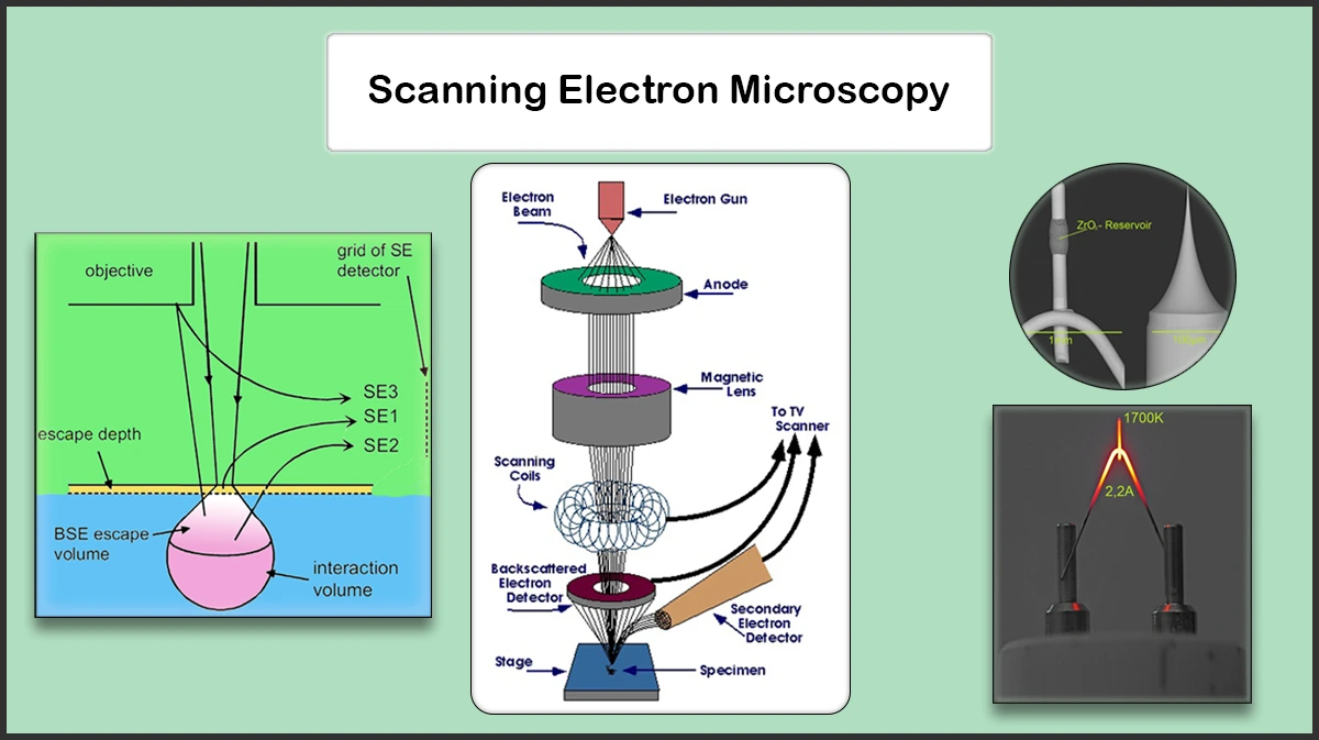 Sample Preparation for Scanning Electron Microscopy