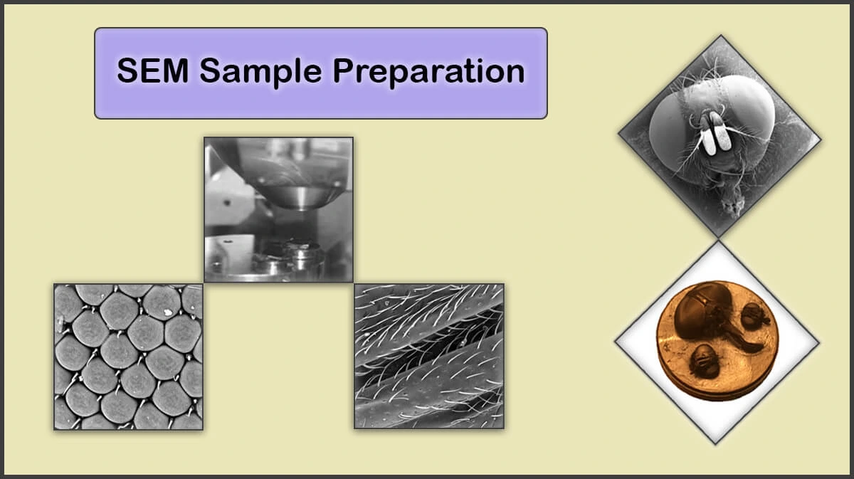 Sample Preparation for Scanning Electron Microscopy