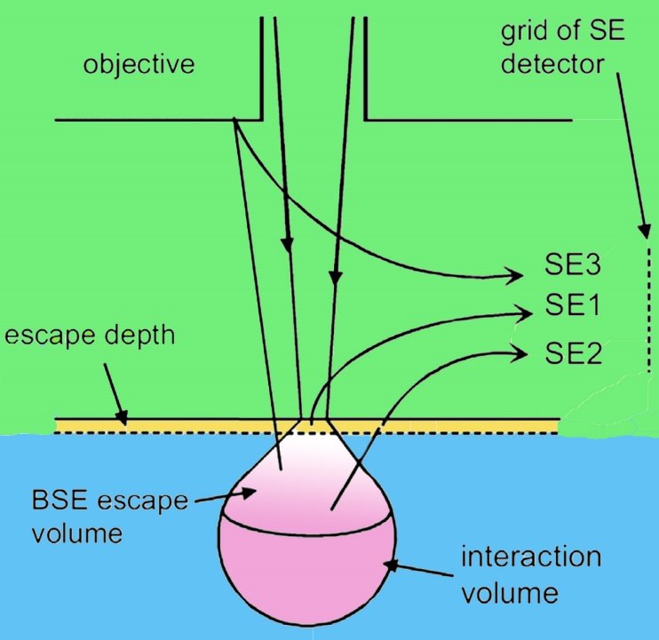 Figure 1. Electron interactions with the specimen.