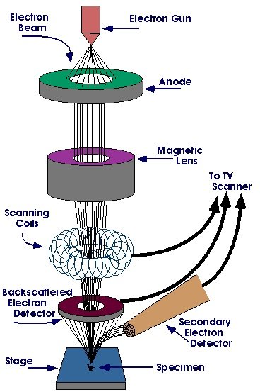 Figure 2. Different parts of SEM.
