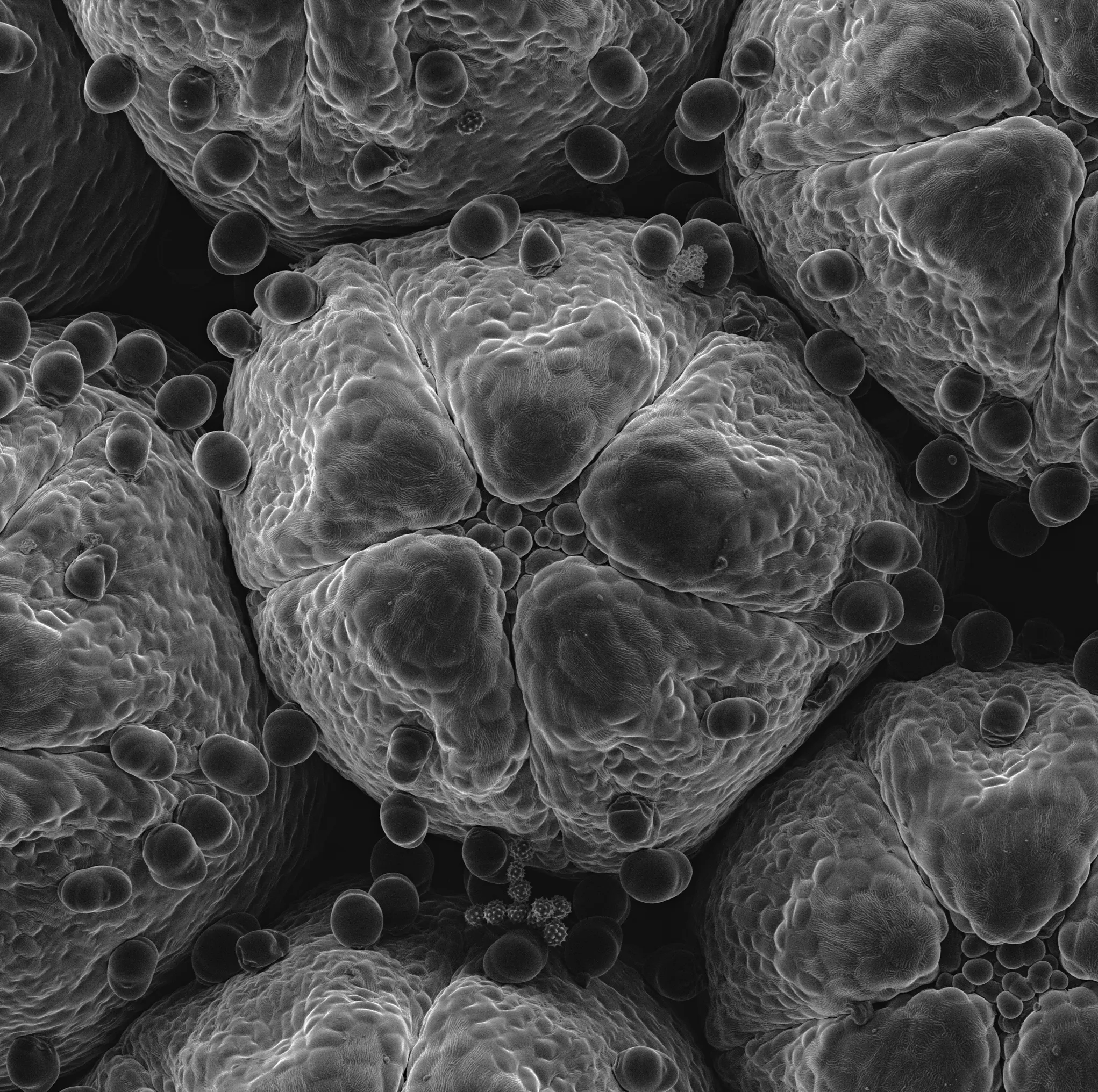 SEM Image Flower with Vac Coat