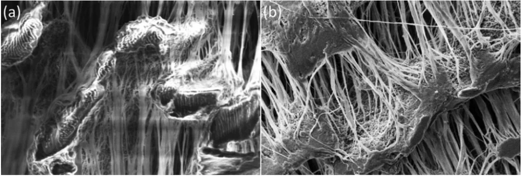 SEM image of (a) uncoated and (b) 5 nm Au/Pd coated PTFE