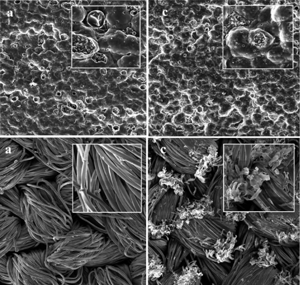Figure 1. SEM images of synthetic leather samples (Up) and fabric samples (Down) with (a) antibacterial treatment or (b) antibacterial treatment accompanied by the thermal stress.