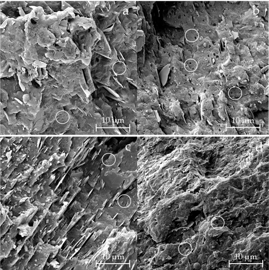 The white circles in the FE-SEM images of samples confirm the presence of an elastomeric phase within the polymer matrix