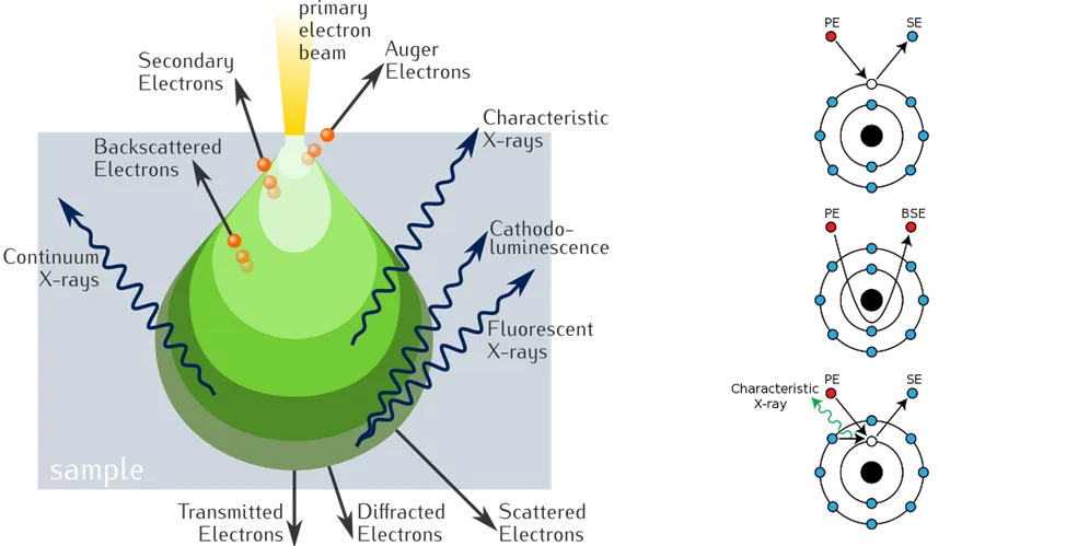 Figure 1. Different interactions of the incident electron beam to the specimen Completed Different Interactions of the Incident Electron Beam to the Specimen