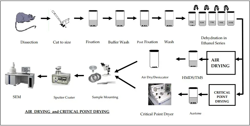 SEM Sample Preparation Process Schematic