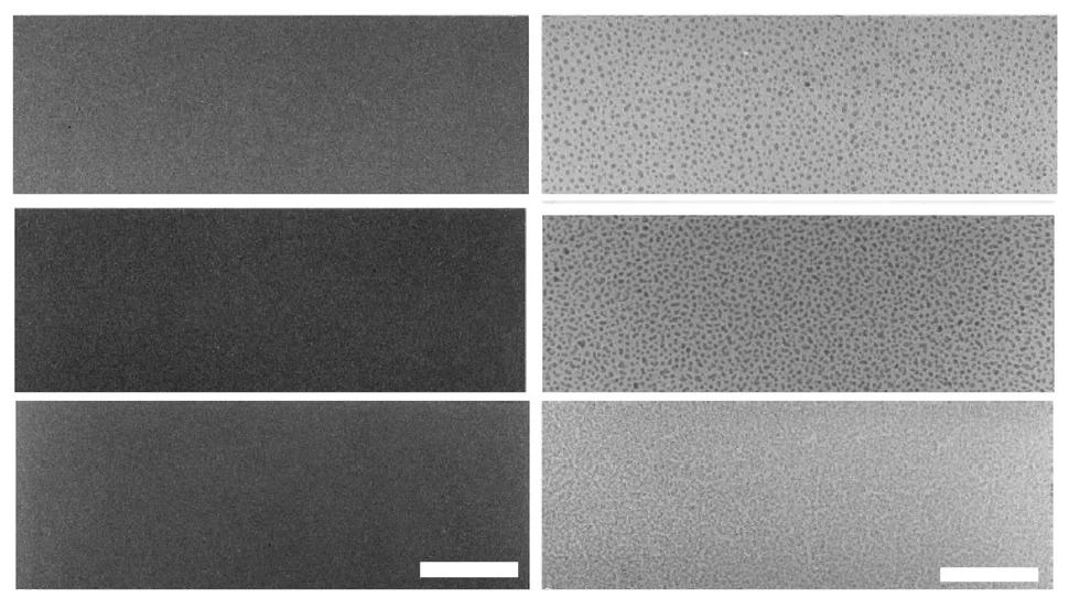 Figure 3. Planar Magnetron Sputtered Au/Pd (Up), Pt (Middle), and Cr (Down) Thin Films with 1.5 nm Thickness Planar Magnetron Sputtered Au/Pd (Up), Pt (Middle), and Cr (Down) Thin Films with 1.5 nm Thickness