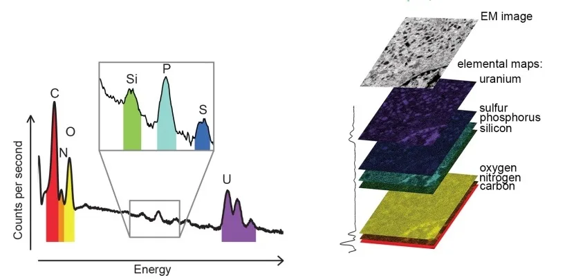 Figure 3. Typical EDX Spectrum and Elemental Mapping of A Sample Typical EDX Spectrum and Elemental Mapping of A Sample