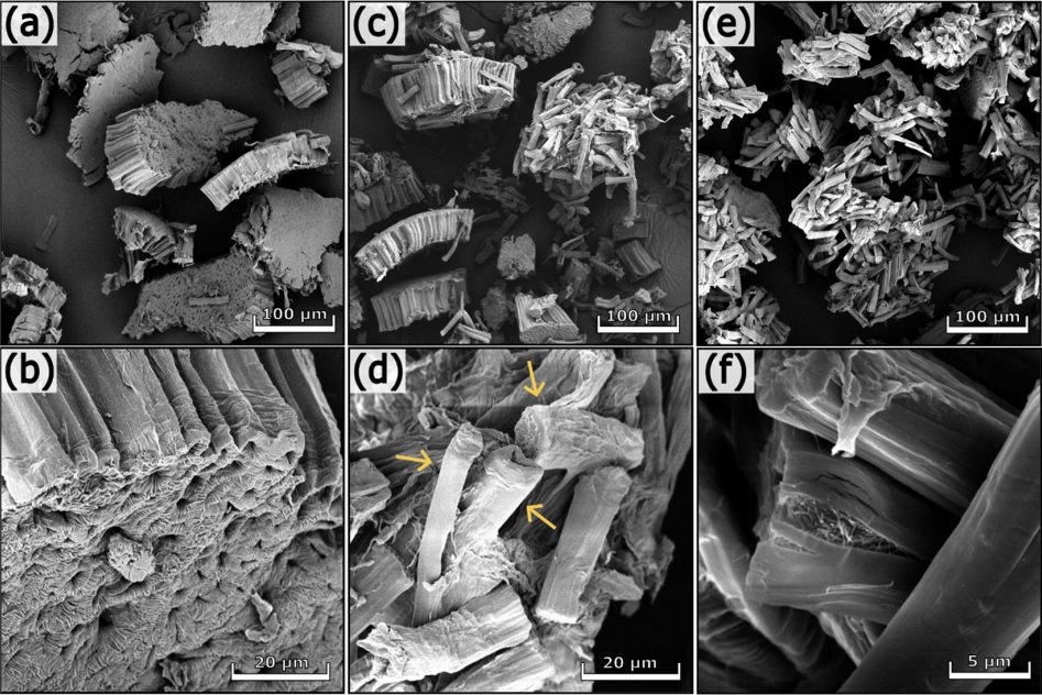 SEM images of soybean 1 (a,b), soybean 2 (c,d), and soybean 3 (e,f) at different magnifications.
