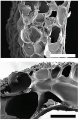 Figure 1. Scanning electron micrographs of single network G15 (up) and double network A1G15 (down) NGCs. Scale bars are 300 μm.