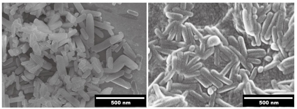 Scanning electron micrographs of NGAs (A) and ANGAs (B)