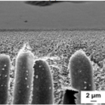 SEM micrographs in "Effect of the Addition of Polyacrylic Acid of Different Molecular Weights to Coagulation Bath on the Structure and Performance of Polysulfone Ultrafiltration Membranes"