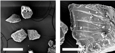 SEM images of cyclodextrin nanosponge at different magnifications. Scale bars 100 µm (left) and 20 µm (right).