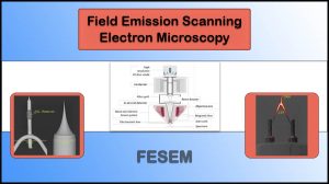 Field Emission Scanning Electron Microscopy (FE-SEM)