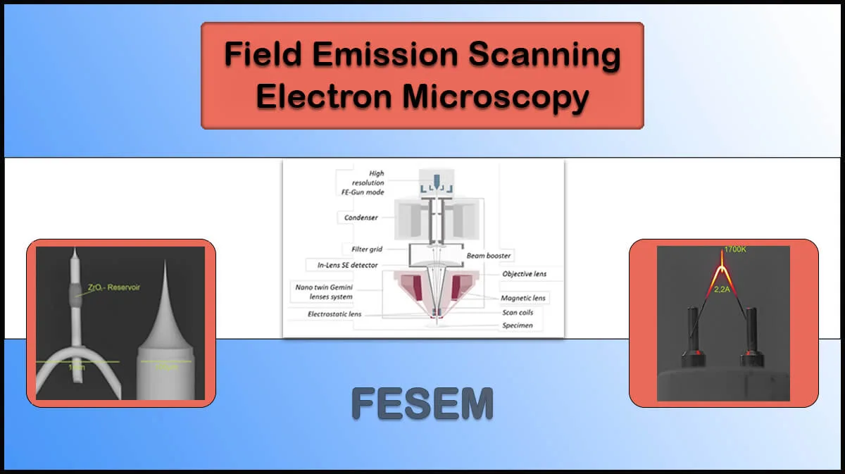 Field Emission Scanning Electron Microscopy (FE-SEM) Field Emission Scanning Electron Microscopy (FE-SEM)