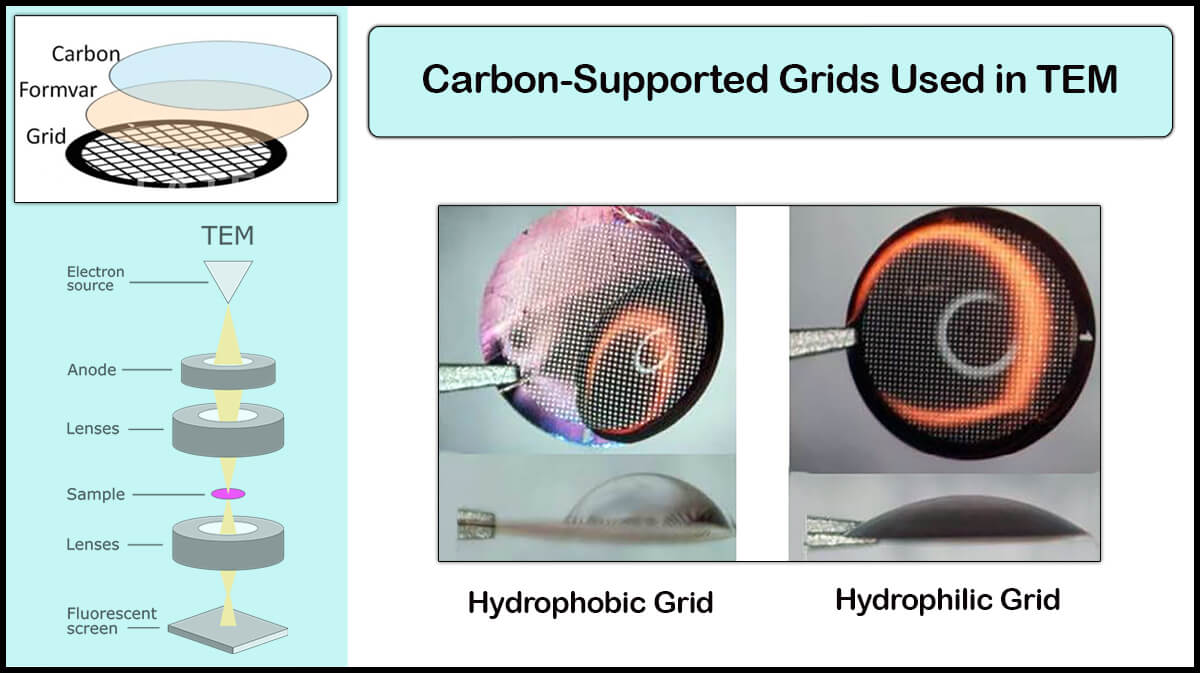 Carbon-Supported Grids Used in Transmission Electron Microscopy (TEM Grids) | Vacuum Plasma